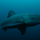 Illustration for article titled Scientists: A mysterious animal ate an entire 9-foot great white shark